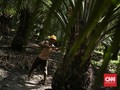Pemerintah Bakal Kucurkan KUR ke Petani yang Replanting Sawit