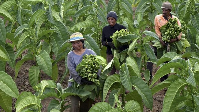 Petani soal Iuran BPJS Naik: Sudah Jatuh Ketiban Tangga Pula - CNN Indonesia