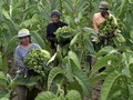 Daya Beli Buruh Tani Loyo Tertekan Inflasi Pedesaan