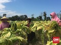Petani Tembakau 'Curhat' ke Jokowi di Istana Negara