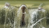 Seorang pria menyegarkan diri di air terjun kecil di muara sungai Eisbach di Munich, Jerman bagian selatan. Di sana, pada awal Agustus ini, suhu mencapai 30 derajat celcius, sehingga mereka berbondong-bondong mendinginkan diri. (AFP PHOTO)