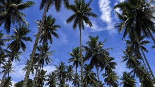 Takut Dibunuh, Pria Filipina Tinggal di Pohon Kelapa 3 Tahun
