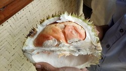 Jagonya Penghasil Durian! Ini 8 Durian Unggulan Jawa Timur
