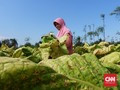 Surati Jokowi, Petani Tambakau Minta Cukai Naik 7 Persen Saja