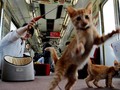 Tips Membawa Kucing saat Berwisata