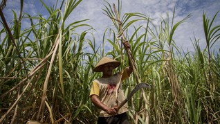APTRI Minta Pemerintah Segera Serap Gula Petani Lokal