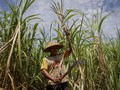 Baru 5,9 Juta Petani Penerima Subsidi Pupuk yang Terverfikasi