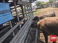 Kyai Slamet, Si Kerbau Bule Aktor Utama Kirab Malam 1 Suro