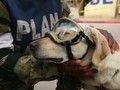 VIDEO: Anjing Pahlawan, Selamatkan 12 Korban Gempa Meksiko