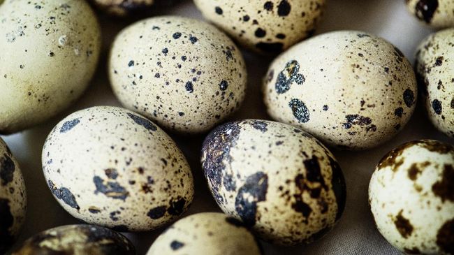 Manfaat Telur Puyuh untuk Tubuh
