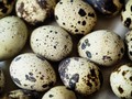 Manfaat Telur Puyuh untuk Tubuh