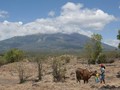 Sebanyak 15.000 Sapi Warga Gunung Agung Belum Diungsikan