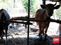Pemerintah Undang Investor Tanam Duit di Sektor Ternak
