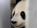 Panda Mati Mendadak di Thailand, China Curiga