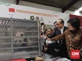 Cai Tao dan Hu Chun, Panda Raksasa China Tiba di Indonesia