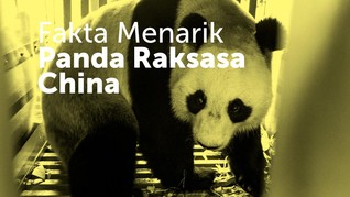 Fakta Menarik Duo Panda Raksasa Imut dari China