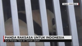 Panda Raksasa Tiba di Taman Safari