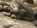 Pelaku Wisata Minta Kaji Ulang Harga Tiket TN Komodo