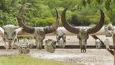 Selain Pulau Komodo wisatawan juga dapat melihat kadal raksasa di Pulau Rinca, pulau yang merupakan bagian dari Situs Warisan Dunia UNESCO. Di pulau ini wisatawan harus berhati-hati karena Komodo di sini terkenal agresif dan sangat liar.