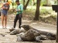 Pemda Manggarai Keluhkan Pendapatan Taman Nasional Komodo