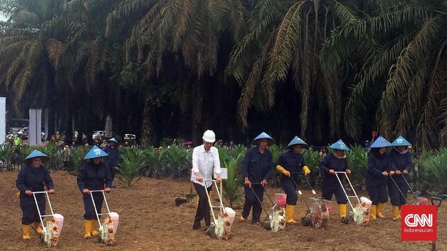 Jokowi Mulai Peremajaan Lahan Sawit 4.400 Ha di Sumsel