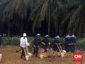 Jokowi Mulai Peremajaan Lahan Sawit 4.400 Ha di Sumsel