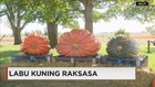 Labu Kuning Raksasa