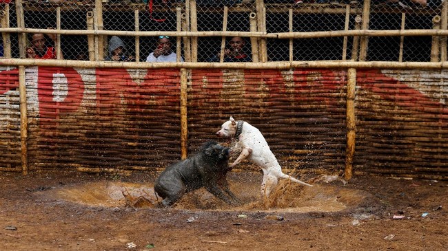 Foto Mengadu Anjing Dan Babi Hutan Di Pedalaman Sunda