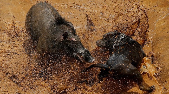73 Gambar Babi Hutan Jawa Terbaik