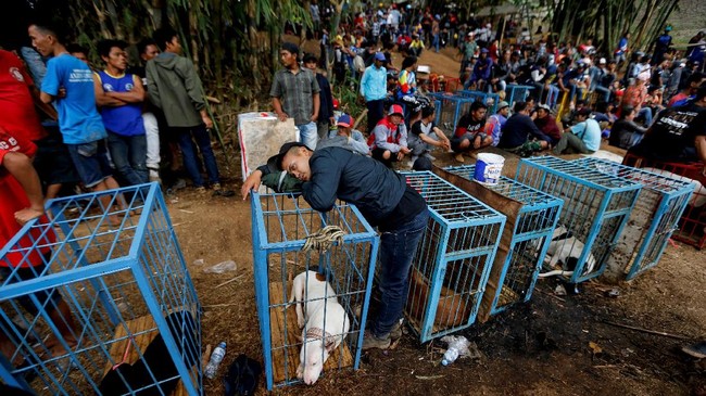 Foto Mengadu Anjing Dan Babi Hutan Di Pedalaman Sunda