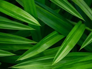 Mitos Bau Pandan sebagai Kembang Boreh, Benarkah Identik dengan Kematian?
