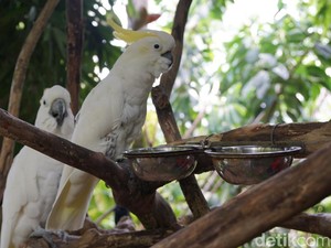 Video Lihat Hewan dari Dekat di Faunaland Ancol