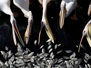 6 Burung Ini Tak Hanya Terbang tapi Bisa Menyelam di Air