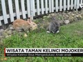 Wisata Taman Kelinci, Wahana Edukasi untuk Anak