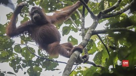 VIDEO: Sulitnya Meneliti Orangutan