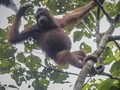 VIDEO: Sulitnya Meneliti Orangutan