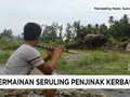 VIDEO: Lantunan Suling Penakluk Kerbau dari Sumatera Utara