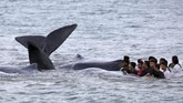 Tim WWF terus memantau kondisi paus yang sukses diselamatkan ke laut untuk memastikan bahwa mereka meneruskan perjalanan dan tidak menunggu empat paus yang sudah mati. (ANTARA FOTO/Irwansyah Putra/pd/17)