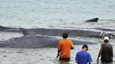 Saat ditemukan, beberapa ekor paus ini menderita luka-luka sebesar telapak tangan. Belum diketahui penyebab luka-luka ini. Beberapa jam setelah terdampar, empat ekor di antaranya mati. (ANTARA FOTO/Ampelsa)