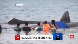 VIDEO: Paus Sperma Terdampar di Aceh