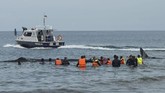 Pada proses evakuasi, satu ekor paus semula sudah akan berjalan ke arah laut. Namun setelah beberapa meter ditarik, mamalia besar tersebut kembali ke kawanannya sehingga kapal untuk menarik paus ini kemudian merapat lagi ke dekat paus-paus tersebut. (AFP PHOTO / Chaideer MAHYUDDIN)