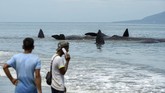 Paus sperma diketahui hidup berkelompok, saat ada satu anggota kawasan bergerak, yang lain akan mengikutinya. (AFP PHOTO / Chaideer MAHYUDDIN)