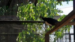 Kisah Burung Maleo, Setia Hanya Pada Satu Pasangan