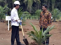Target Peremajaan Perkebunan Sawit Tetap 185 Ribu Hektare