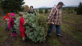 Pertanian Oregon memanen sebagian besar pohon di Amerika Serikat, mengekspornya ke tempat-tempat seperti Asia dan California. Pohon dari Carolina Utara umumnya dikirim ke negara bagian timur Sungai Mississippi, seperti Florida. (REUTERS/Natalie Behring)