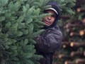 FOTO: 'Krisis' Pohon Natal di Amerika