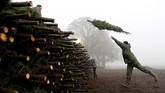 Saat masa resesi besar, petani memiliki kelebihan pasokan pohon karena terlalu banyak menanam pohon di awal 2000-an. Namun harga rendahnya memaksa petani keluar dari bisnis. (Justin Sullivan/Getty Images/AFP)