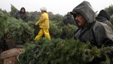 Saat masa resesi besar, petani memiliki kelebihan pasokan pohon karena terlalu banyak menanam pohon di awal 2000-an. Namun harga rendahnya memaksa petani keluar dari bisnis. (Justin Sullivan/Getty Images/AFP)