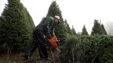 Joe Territo salah satu penjual pohon di Oregon, Carolina. Dia pun menjadi frustasi dengan adanya kenaikan biaya produksi. Dia mengungkapkan satu-satunya angka yang turun adalah keuntungan. (Justin Sullivan/Getty Images/AFP)