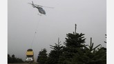 Casey Grogan, manajer di Silver Bells Tree Farm Orgeon mengungkapkan bahwa mereka sudah menerima permintaan pohon Natal yang melonjak 20 kali lipat dari normal. (Justin Sullivan/Getty Images/AFP)